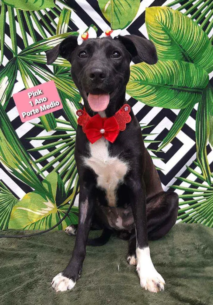 Cachorro raça Srd idade 2 anos nome Pink