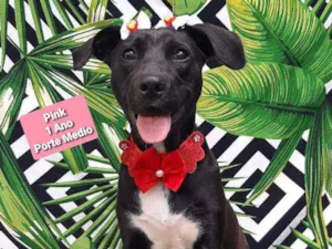 Cachorro raça Srd idade 2 anos nome Pink