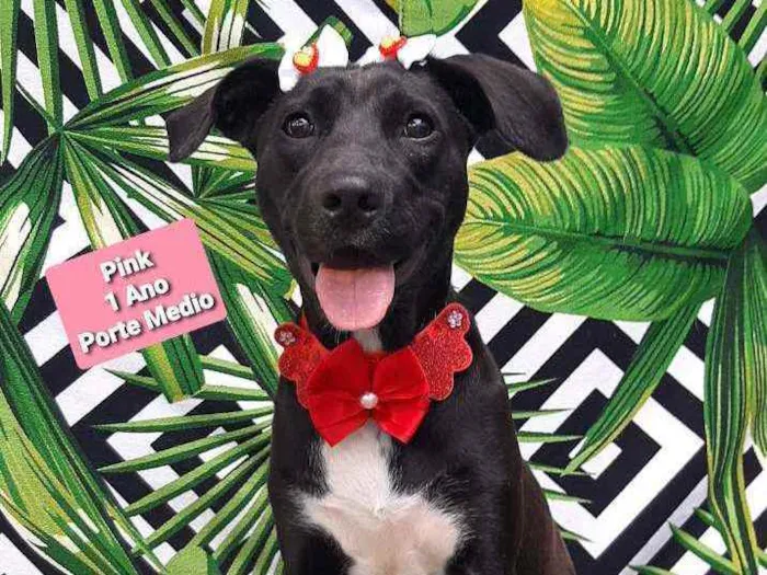 Cachorro raça Srd idade 2 anos nome Pink