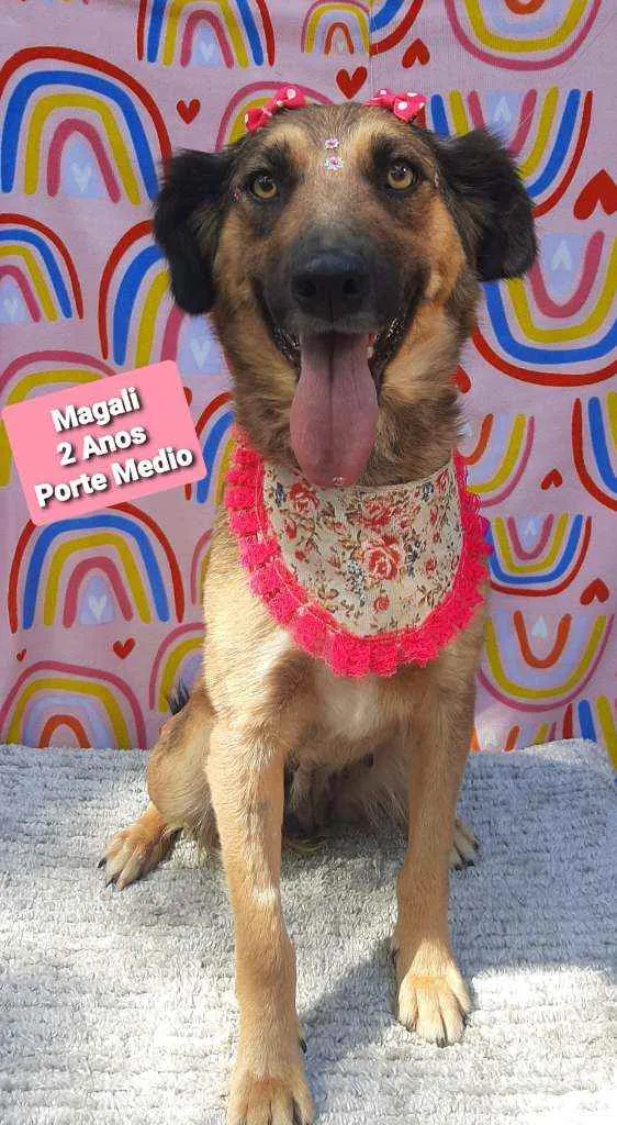 Cachorro raça Srd idade 2 anos nome Magali