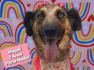 Cachorro raça Srd idade 2 anos nome Magali
