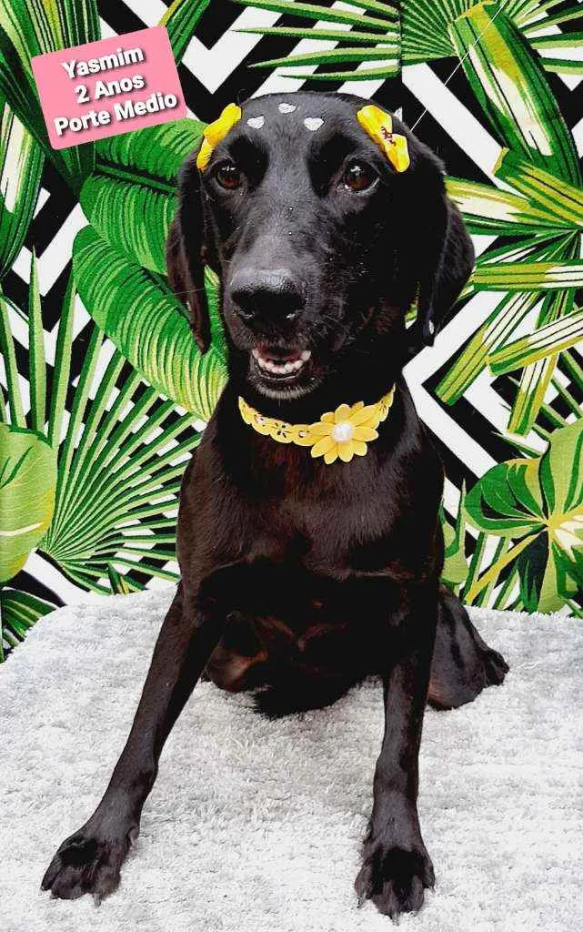 Cachorro raça Srd idade 3 anos nome Yasmim