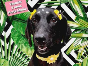 Cachorro raça Srd idade 3 anos nome Yasmim