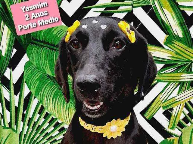 Cachorro raça Srd idade 3 anos nome Yasmim