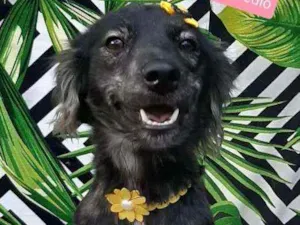 Cachorro raça Srd idade 1 ano nome Belinha