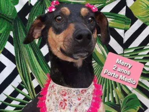 Cachorro raça Srd idade 2 anos nome Glu berry