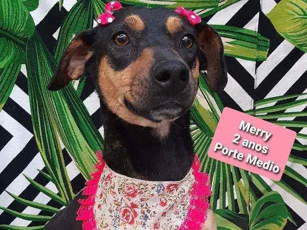 Cachorro raça Srd idade 2 anos nome Glu berry