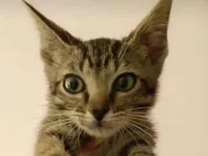 Gato raça . idade 2 a 6 meses nome ...