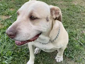 Cachorro raça Pitbull  idade 6 ou mais anos nome MEL