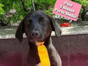 Cachorro raça Srd idade 2 a 6 meses nome Pelé