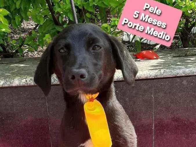 Cachorro raça Srd idade 2 a 6 meses nome Pelé