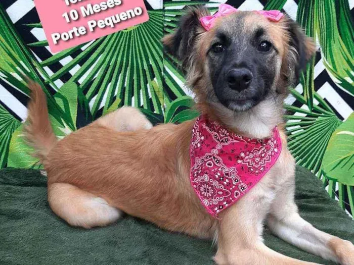 Cachorro raça Srd idade 1 ano nome Toninha