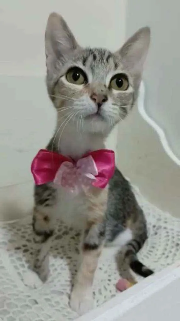 Gato raça Srd idade 2 a 6 meses nome Paty