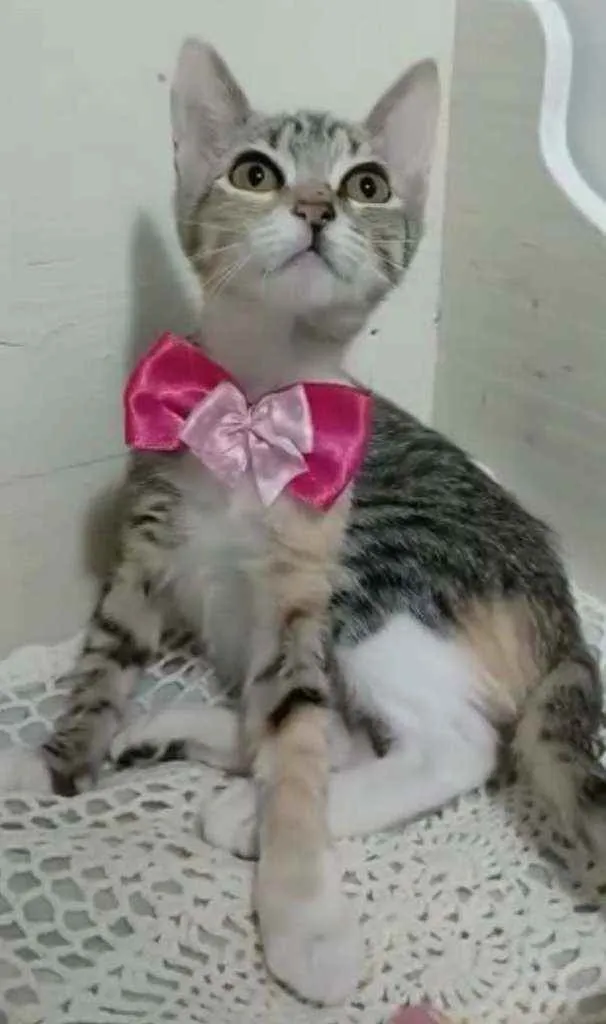 Gato raça Srd idade 2 a 6 meses nome Paty