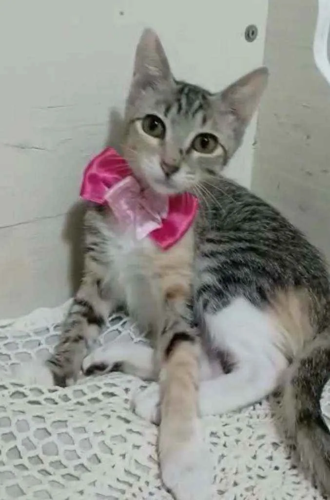 Gato raça Srd idade 2 a 6 meses nome Paty