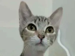 Gato raça Srd idade 2 a 6 meses nome Paty