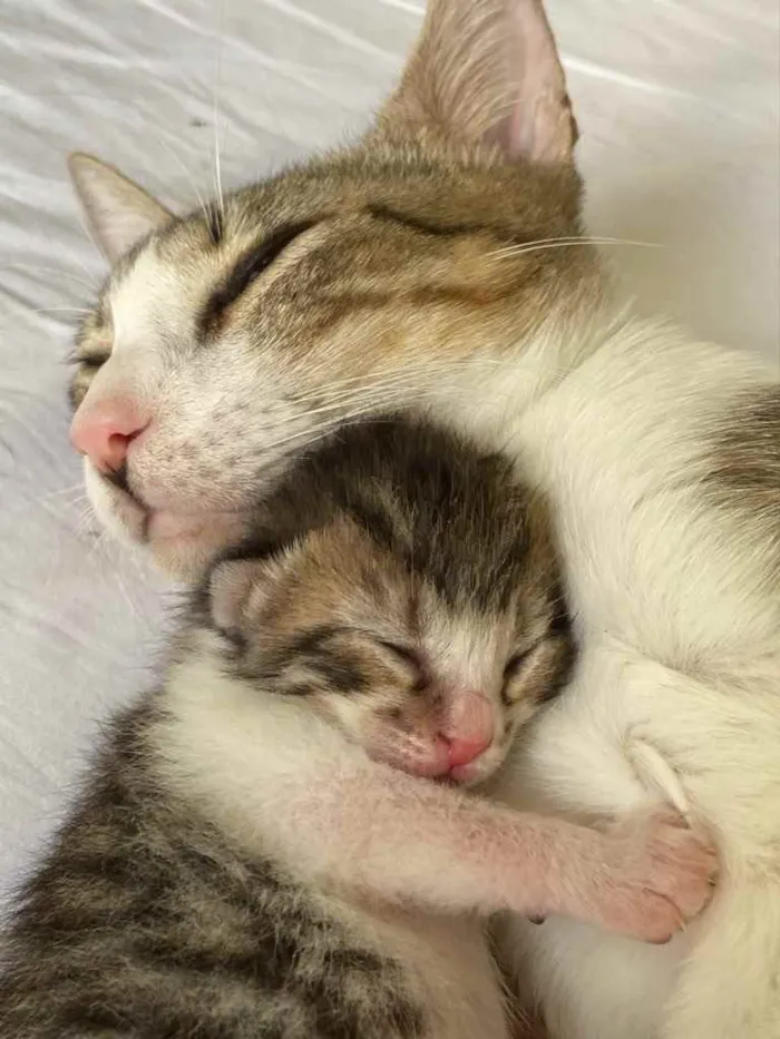 Gato ra a SRD idade Abaixo de 2 meses nome Sebastião 