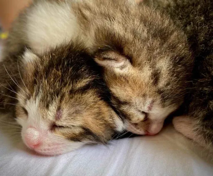 Gato ra a SRD idade Abaixo de 2 meses nome Sebastião 