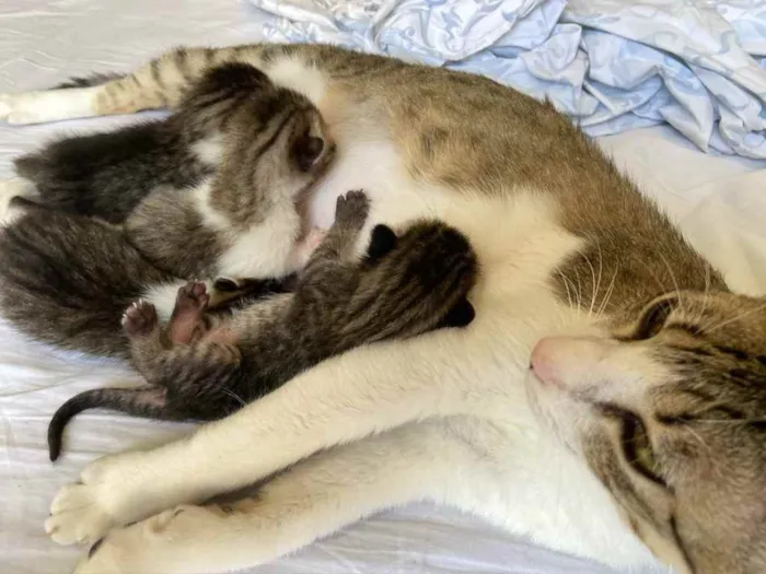 Gato ra a SRD idade Abaixo de 2 meses nome Sebastião 