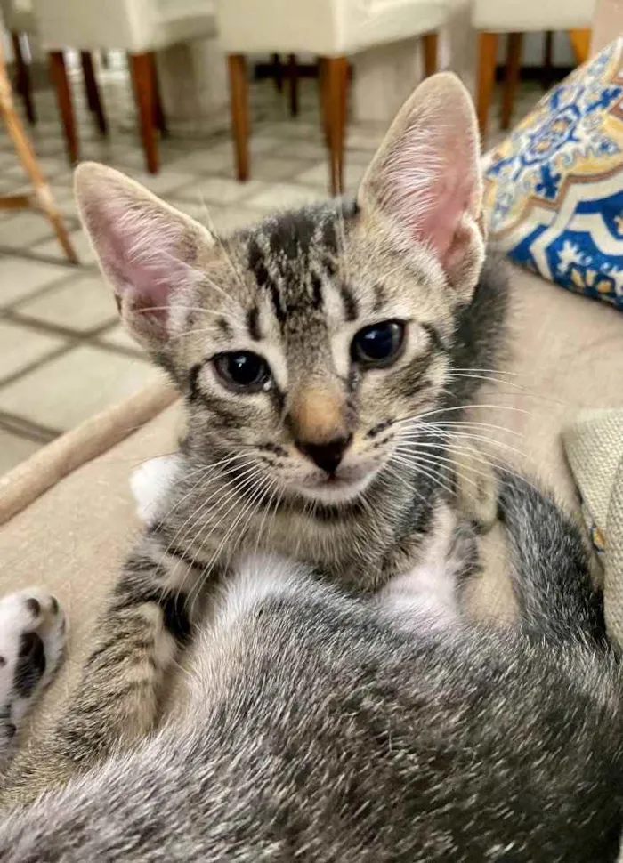 Gato ra a SRD idade Abaixo de 2 meses nome Sebastião 