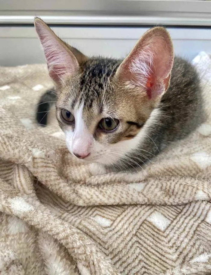 Gato ra a SRD idade Abaixo de 2 meses nome Sebastião 