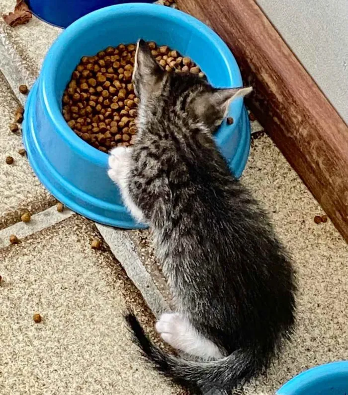 Gato ra a SRD idade Abaixo de 2 meses nome Sebastião 