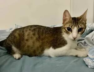 Gato raça SRD idade Abaixo de 2 meses nome Sebastião 