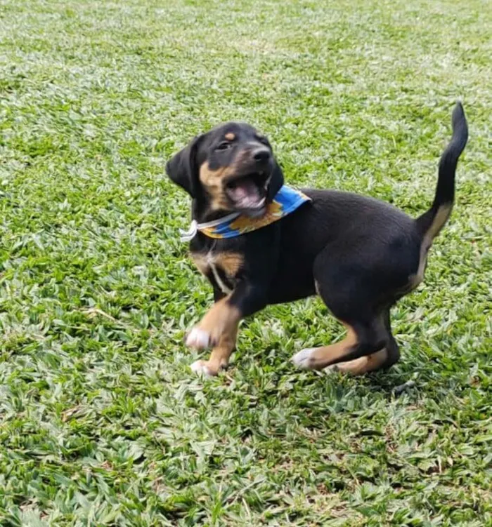 Cachorro ra a SRD-ViraLata idade 2 a 6 meses nome pretinha