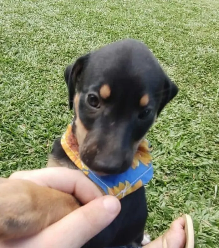 Cachorro ra a SRD-ViraLata idade 2 a 6 meses nome pretinha