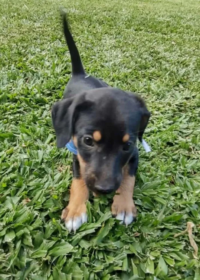 Cachorro ra a SRD-ViraLata idade 2 a 6 meses nome pretinha