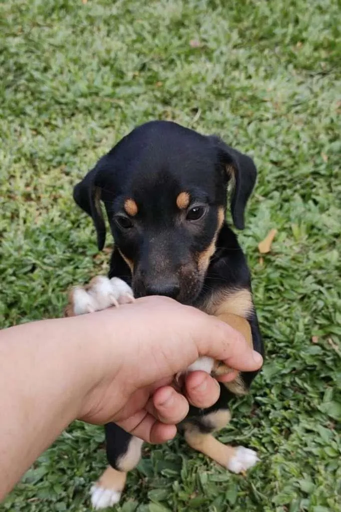 Cachorro ra a SRD-ViraLata idade 2 a 6 meses nome pretinha