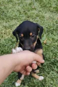 pretinha