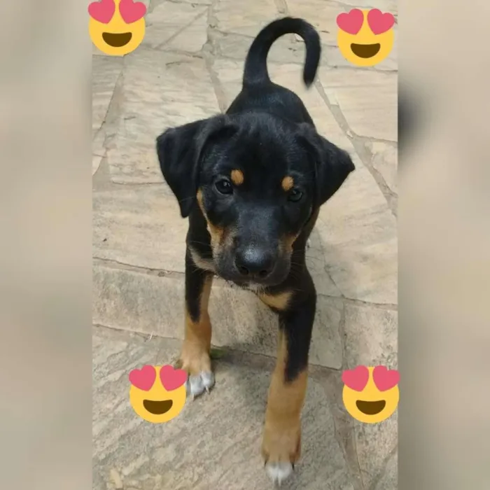 Cachorro ra a SRD-ViraLata idade 2 a 6 meses nome pretinha