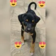 pretinha