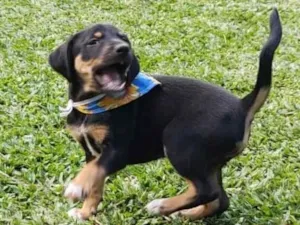 Cachorro raça SRD-ViraLata idade 2 a 6 meses nome pretinha