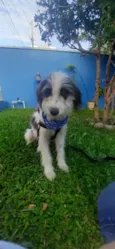 Paçoca