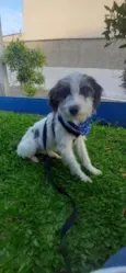 Paçoca