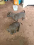 Gorda e pequena
