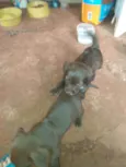 Gorda e pequena
