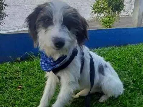 Cachorro ra a  idade 7 a 11 meses nome Paçoca