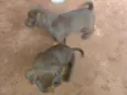 Gorda e pequena