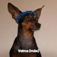 Velma, Afonso, Theo
