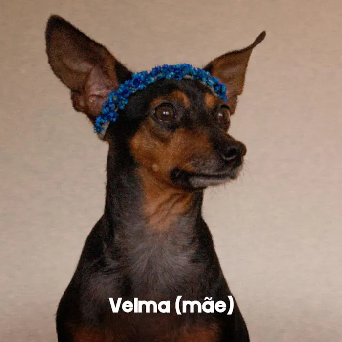 Cachorro raça Pinscher idade 3 anos nome Velma, Afonso, Theo