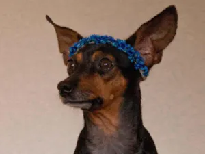Cachorro raça Pinscher idade 3 anos nome Velma, Afonso, Theo