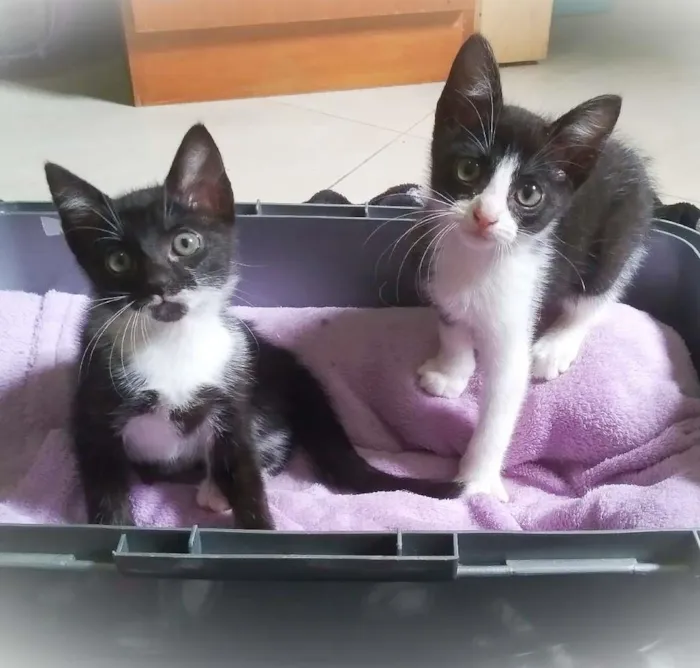 Gato raça srd idade 2 a 6 meses nome Tatinha & Janjão