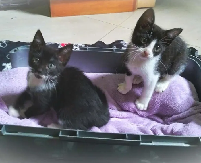 Gato raça srd idade 2 a 6 meses nome Tatinha & Janjão