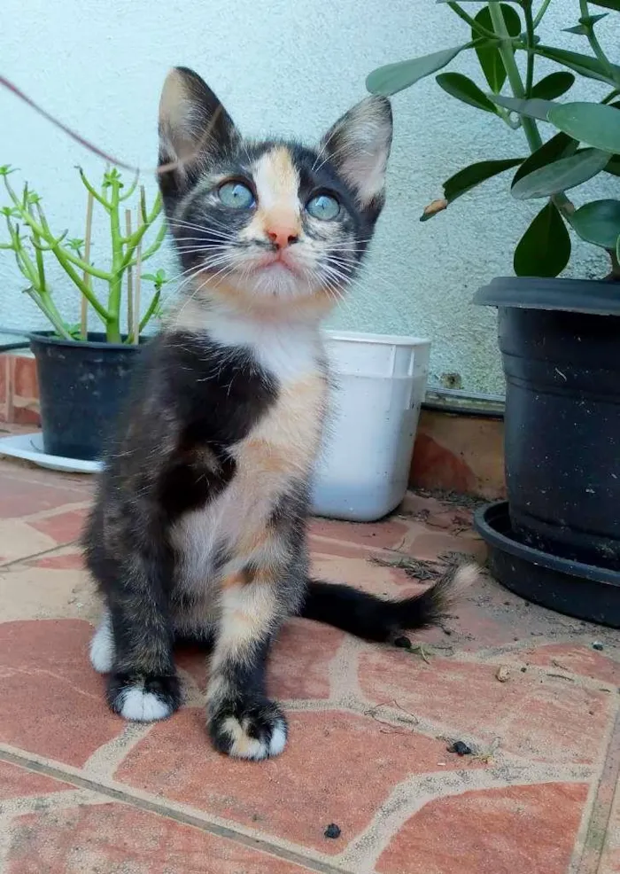 Gato raça srd idade 2 a 6 meses nome Esther