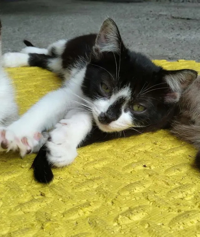 Gato raça srd idade 2 a 6 meses nome Tony