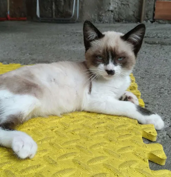 Gato raça srd idade 2 a 6 meses nome Theo