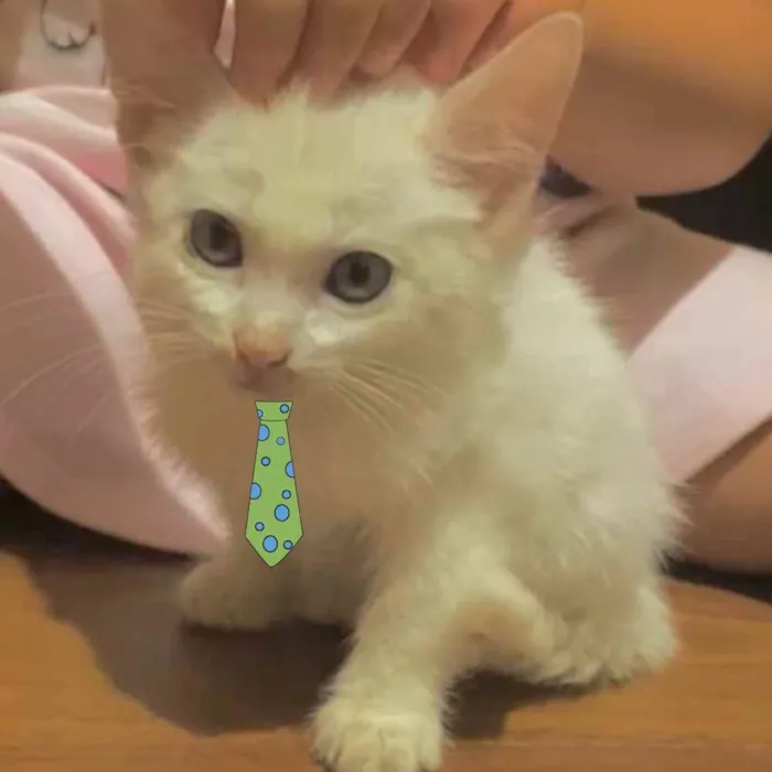 Gato ra a Mestiço  idade 2 a 6 meses nome Floquinho 